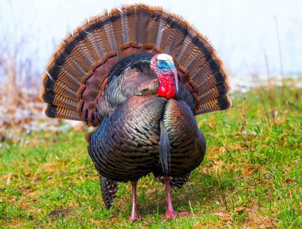 istock Classic Wild Turkey with Fanned Tail 910266788