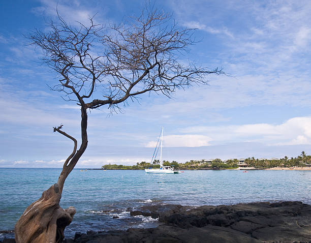 istock Hawaiian Bay with Tree and Boat 91026763