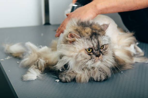 istock Cutting cats in the grooming salon 910274612