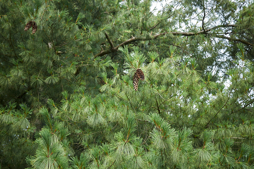 Pinus ayacahuite branch