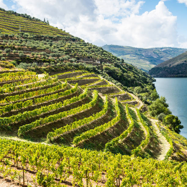 istock Views of the Portuguese nature 910274928