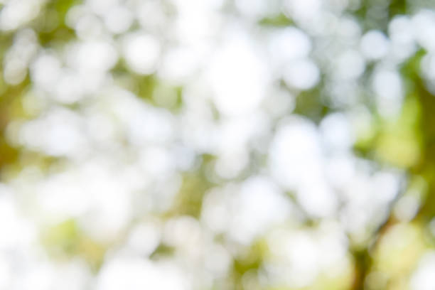 istock Shiny sunlight natural green leaves bokeh 910275900