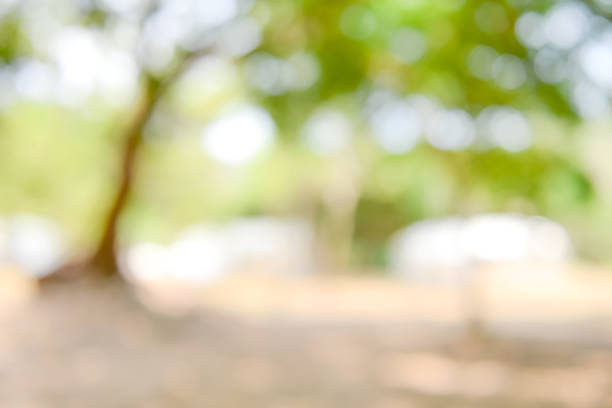 istock Shiny sunlight natural green leaves bokeh 910275902