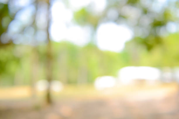 istock Shiny sunlight natural green leaves bokeh 910277942