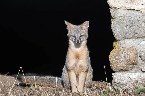 Photo of Young Gray/Grey Fox Sitting Posing for Camera Portrait