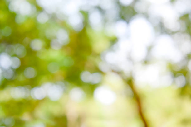 istock Shiny sunlight natural green leaves bokeh 910278336