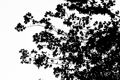 branch Silhouette isolatedbranch Silhouette isolated