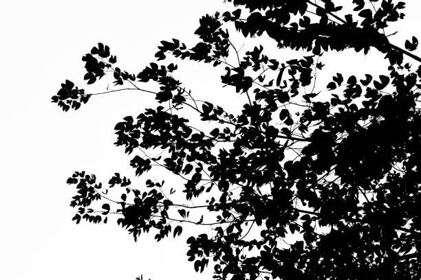 branch Silhouette isolated stock photo