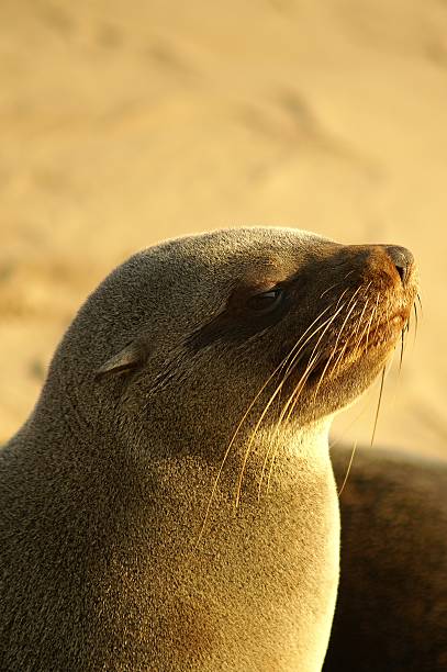 istock Sea Lion Portrait 91027842