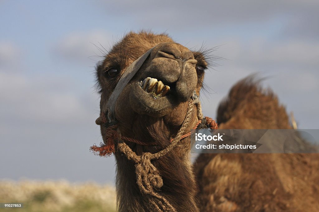 Забавный верблюжий - Стоковые фото Верблюд роялти-фри