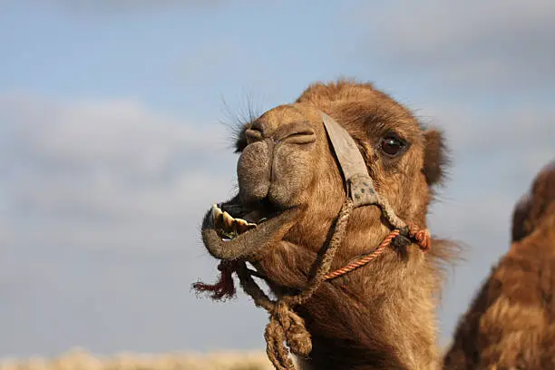 Photo of Funny Camel