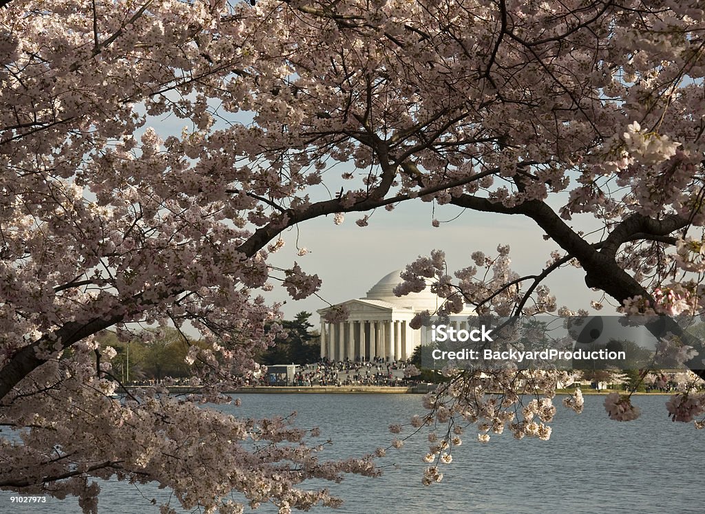 Jefferson Memorial incorniciata da Fiore di ciliegio - Foto stock royalty-free di Acqua