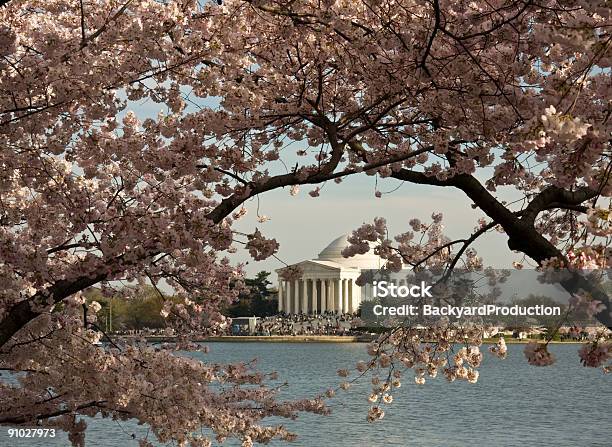 Jefferson Memorial Incorniciata Da Fiore Di Ciliegio - Fotografie stock e altre immagini di Acqua