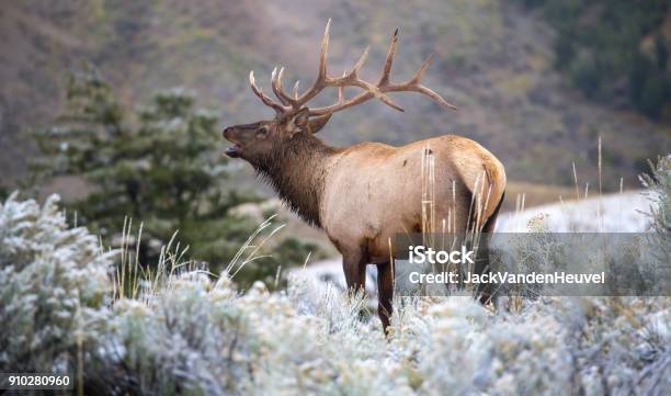 Photo libre de droit de Elk Classique Bugle banque d'images et plus d'images libres de droit de Wapiti - Wapiti, Bramer, Neige