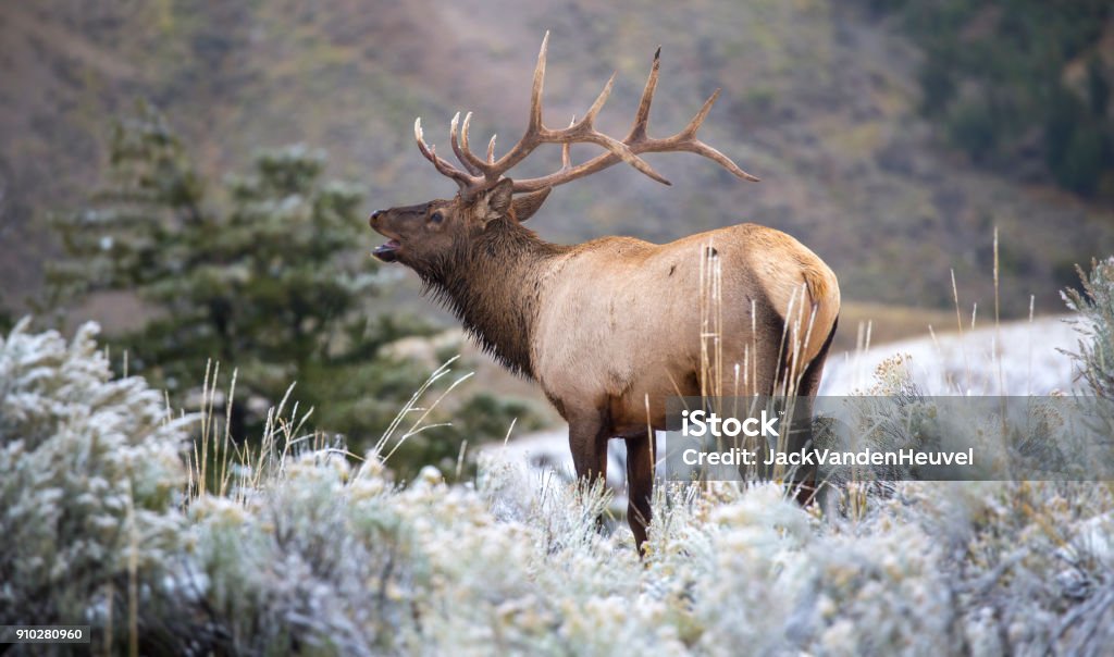 Classic Elk Bugle Big Bull Elk in Yellowstone bugling wiht snow Elk Stock Photo