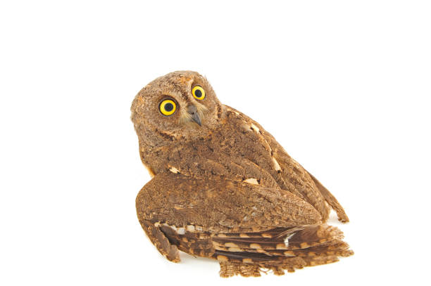 istock The owl in the white back 910283710