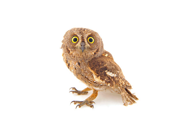 istock The owl in the white back 910283756