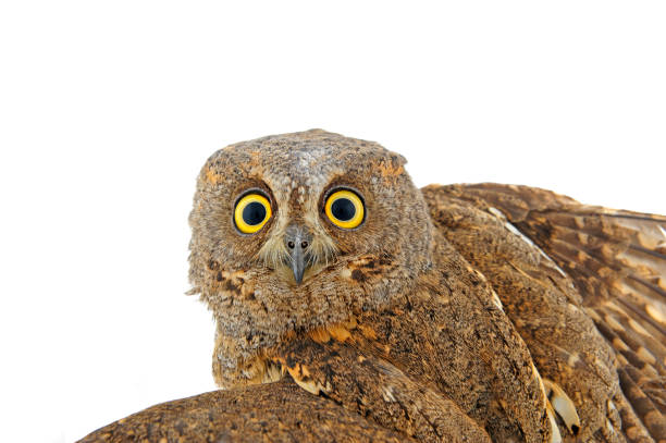 istock The owl in the white back 910283958