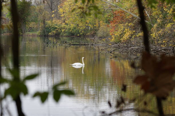 cygne sur le lac en automne - university of notre dame photos et images de collection