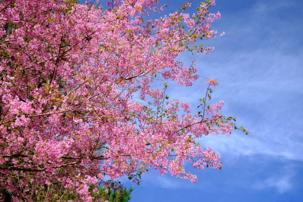 istock Pink Cherry Blossom Flowers 910287038