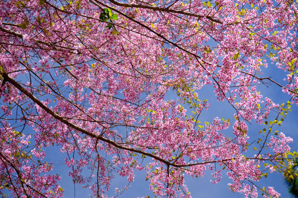 istock Pink Cherry Blossom Flowers 910287128