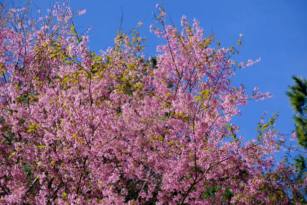 istock Pink Cherry Blossom Flowers 910287150
