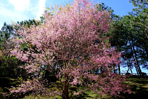 Spring pink cherry blossoms very beautiful bunches of superb pink color.