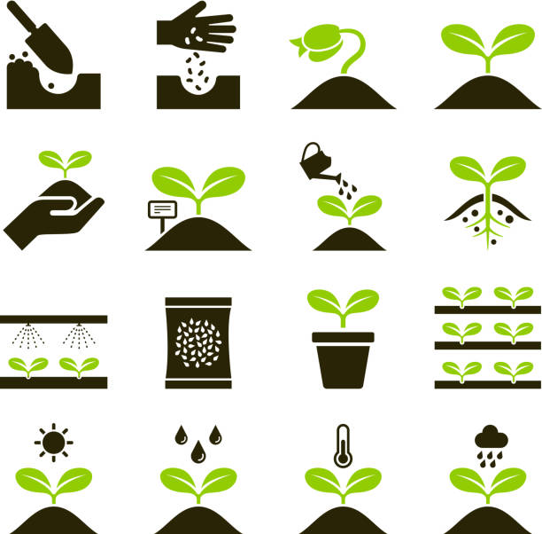 ilustraciones, imágenes clip art, dibujos animados e iconos de stock de iconos de la planta. - semillas