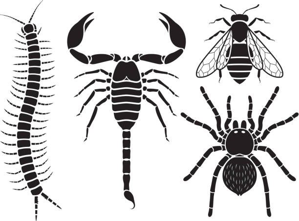 ilustrações, clipart, desenhos animados e ícones de conjunto de insetos venenosos. - centipede poisonous organism toxic substance insect