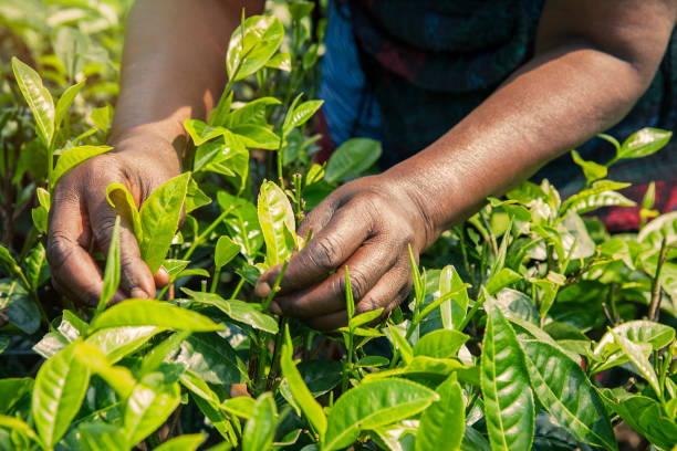femme, cueillette de feuilles de thé. rwanda - tea crop plantation tea leaves farmer photos et images de collection