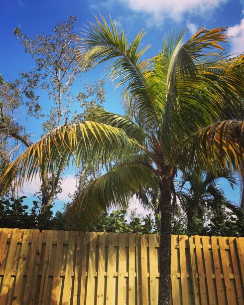 istock Palm trees and a cloudy sky 910290382