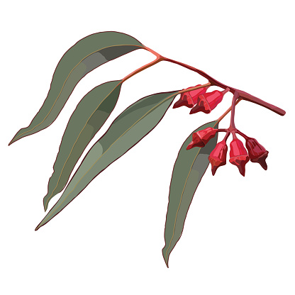 Red Gum Tree Nuts with Leaves Realistic Vector
