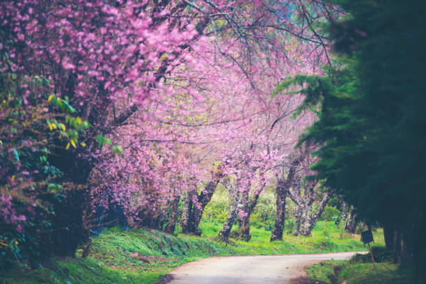 istock Spring Cherry blossoms, pink flowers in Thailand 910290466