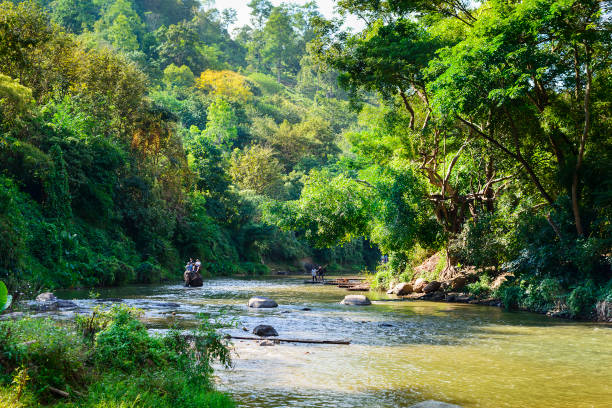 istock Tourists ride on elephant in river 910292838