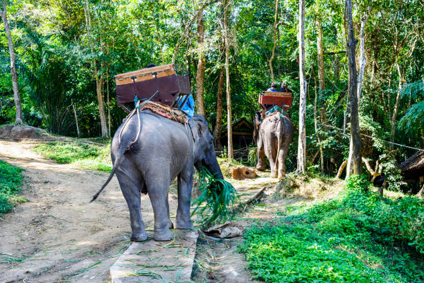 istock Tourists ride on elephant in forest 910293024