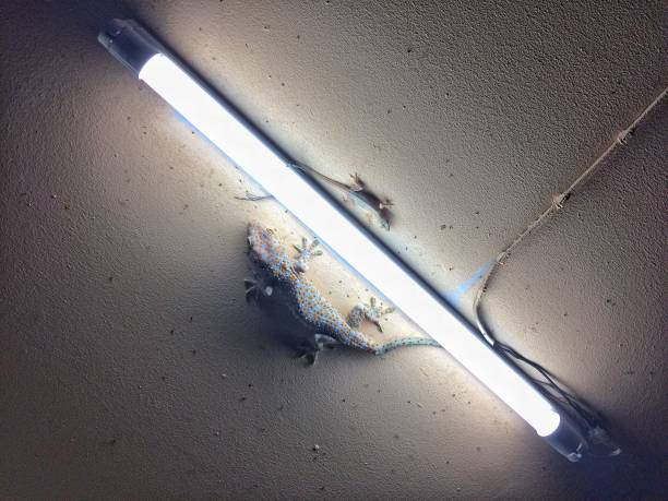 Gecko and lizard Eat insects at night on everyday.