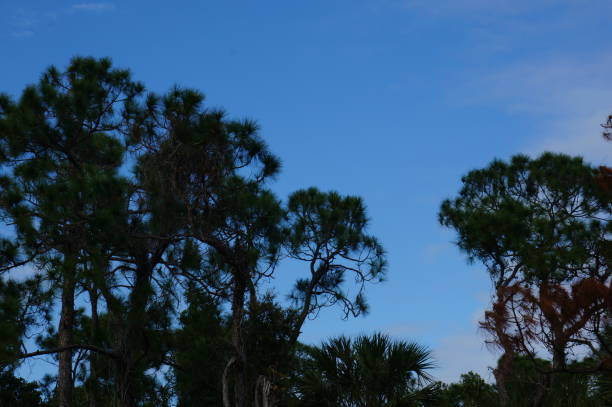 bird flies over slash pine tree - pine wood forest river imagens e fotografias de stock