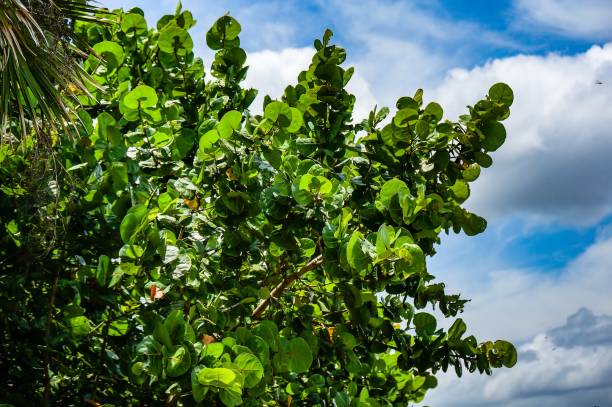 istock sea grape leaf and ocean on the beach 910296860