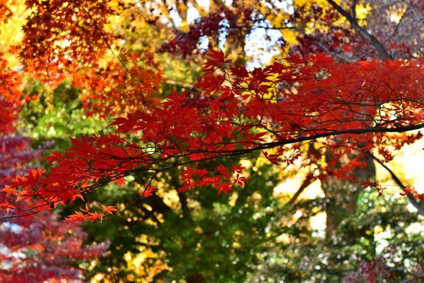 istock Autumn Leaf in Parks of Tokyo 910299904