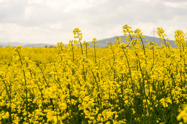 istock Rapeseed ( Canola ) farm in Czech republic 910301638