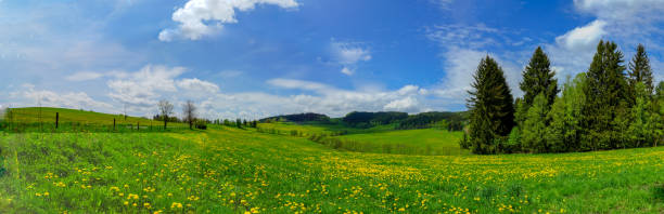 fotografia panorâmica de campo largo-leão sob floresta azul do céu e pinho no interior da república tcheca - mustard plant mustard field clear sky sky - fotografias e filmes do acervo