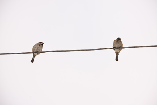 the sparrows sitting on electric wires in winter