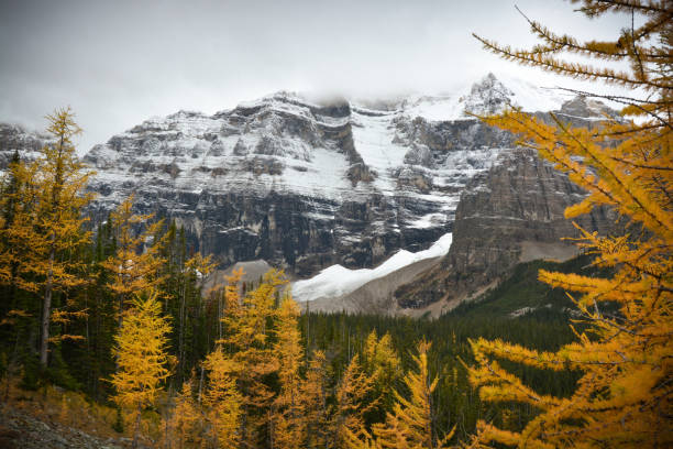 istock Larch Valley golden fall colors, Banff National Park 910304088