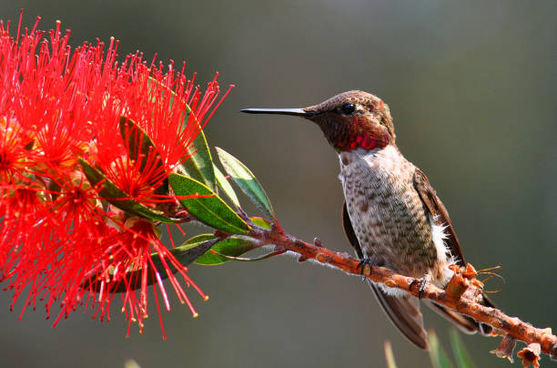 istock Hummingbird on branch on a red flowering tree 910307616