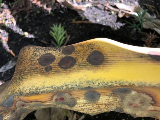 brown and yellow leaf spots Necrotic (dead) spots with chloritic (yellow) halos on a tropical leaf fournier gangrene stock pictures, royalty-free photos & images