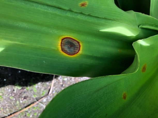 brown and yellow leaf spots Necrotic (dead) spots with chloritic (yellow) halos on a tropical leaf fournier gangrene stock pictures, royalty-free photos & images