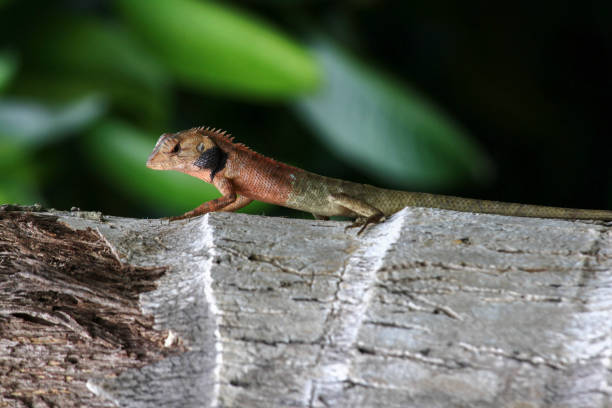 istock Thai chameleon on tree with natural green background. 910308126