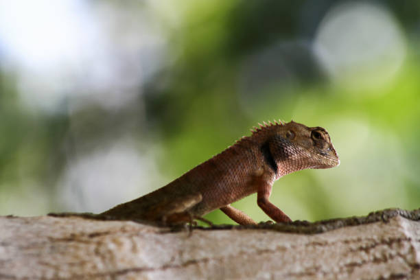 istock Thai chameleon on tree with natural green background. 910308198