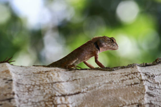 istock Thai chameleon on tree with natural green background. 910308210