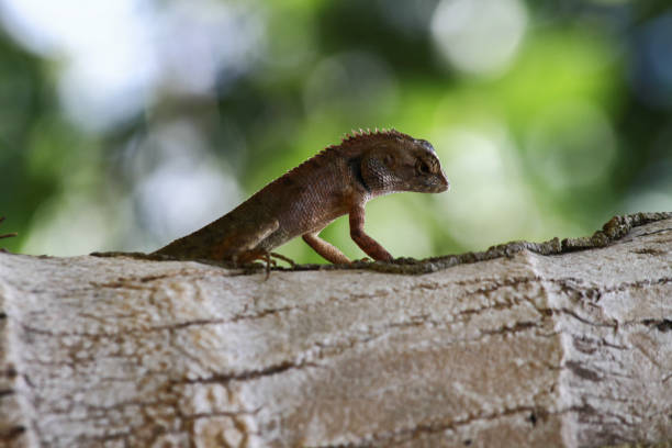 istock Thai chameleon on tree with natural green background. 910308250